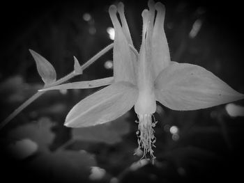 Close-up of wet flowering plant