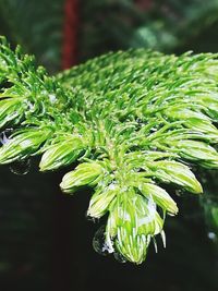 Close-up of fern leaves