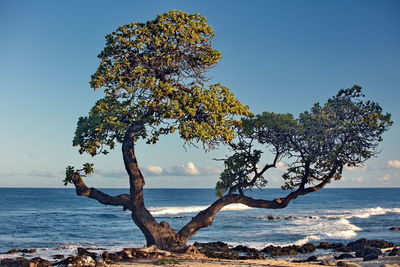 Tree by sea against clear sky