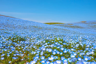 Scenic view of snow covered land against blue sky