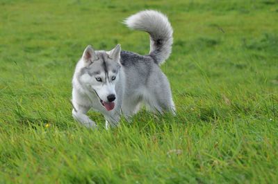 Cat on field