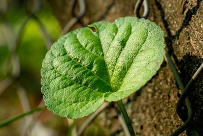 High angle view of green leaf on field