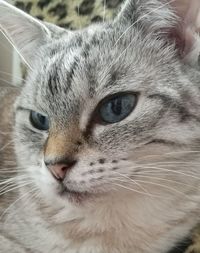 Close-up portrait of cat