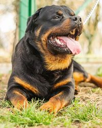 Close-up of dog sitting on grass