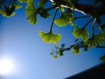 Low angle view of flowering plant against blue sky