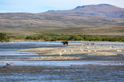 View of horse on shore