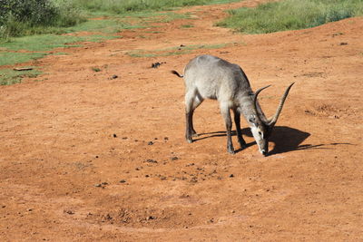 Side view of horse on field