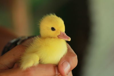 Close-up of a hand holding young bird