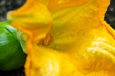 Close-up of yellow rose flower