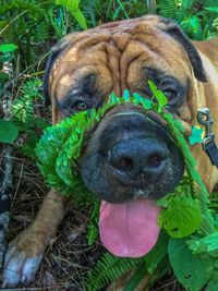 Close-up portrait of dog