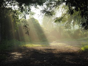 Sunlight streaming through trees in forest