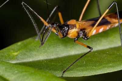 Close-up of insect on leaf