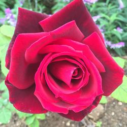 Close-up of pink rose