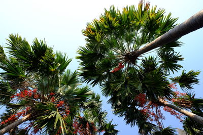 Low angle view of coconut palm tree against sky