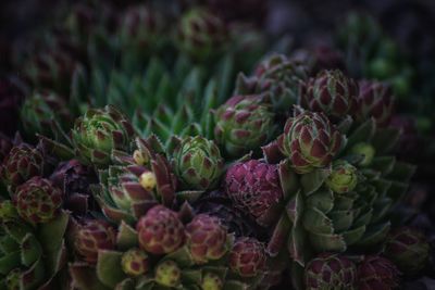 Close up of succulent plant