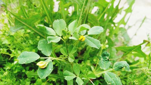 Close-up of flowering plant