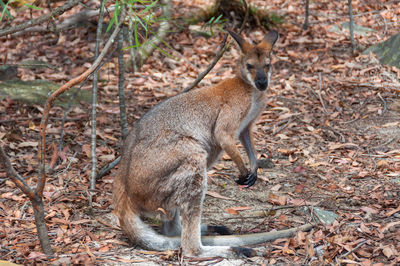 Australian wild red-necked wallaby. australian wildlife nature background