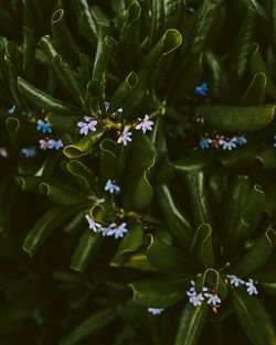 Close-up of purple flowering plant