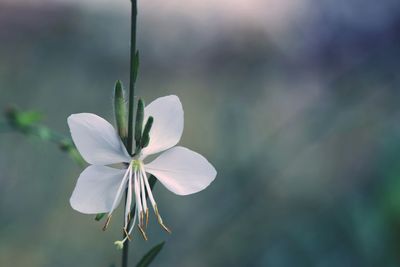 Close-up of white flower blooming outdoors