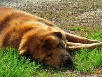 Close-up of dog sleeping on field