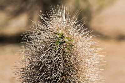 Close-up of dried plant