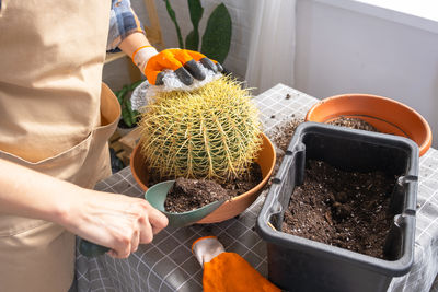 Cropped hand of woman holding small plant