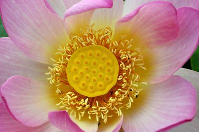 Close-up of pink flower blooming outdoors