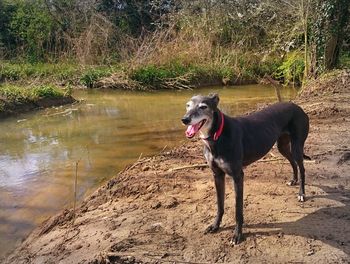 Greyhound standing by river on sunny day