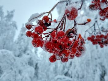 Close-up of frozen plant