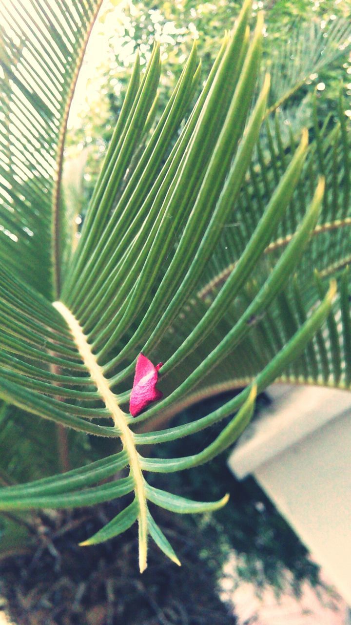 growth, plant, freshness, fragility, flower, leaf, close-up, green color, nature, beauty in nature, focus on foreground, single flower, day, no people, sunlight, petal, outdoors, stem, botany, green