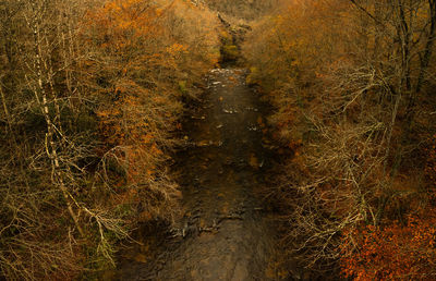 High angle view of trees in forest