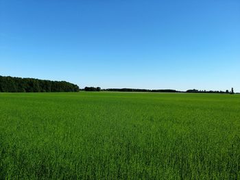 Scenic view of agricultural field against clear blue sky