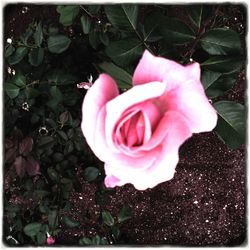 Close-up of pink rose blooming outdoors