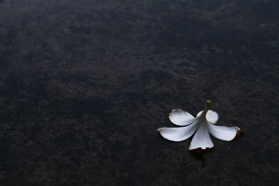 High angle view of white flowering plant on field