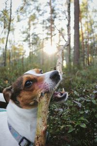 Close-up of dog biting wood