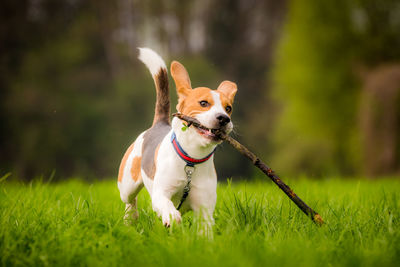 Dog running in a field with a stick