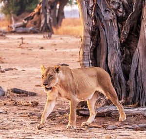 Lioness in zoo
