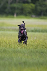 Black dog running on field