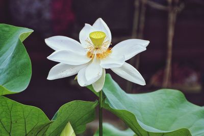 Close-up of white flowering plant