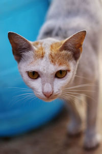 Close-up portrait of a cat