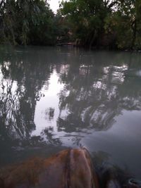 Scenic view of lake and trees