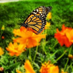 Close-up of butterfly pollinating flower