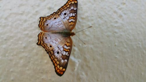 Close-up of butterfly