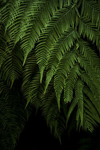 Close-up of fern leaves