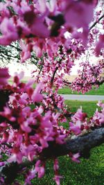 Pink flowers blooming on tree