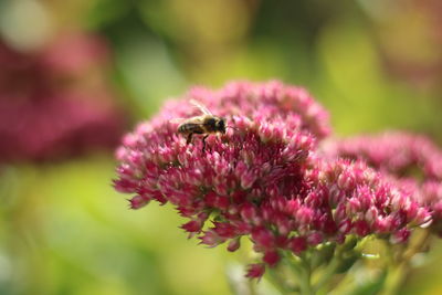 Close-up of bee pollinating on pink flower