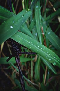 Close-up of leaf on grass