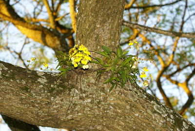 Close-up of yellow flower tree trunk