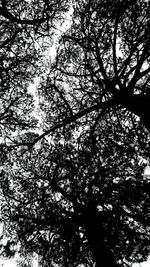 Low angle view of bare trees