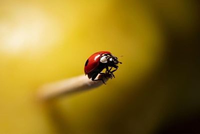 Close-up of ladybug on flower